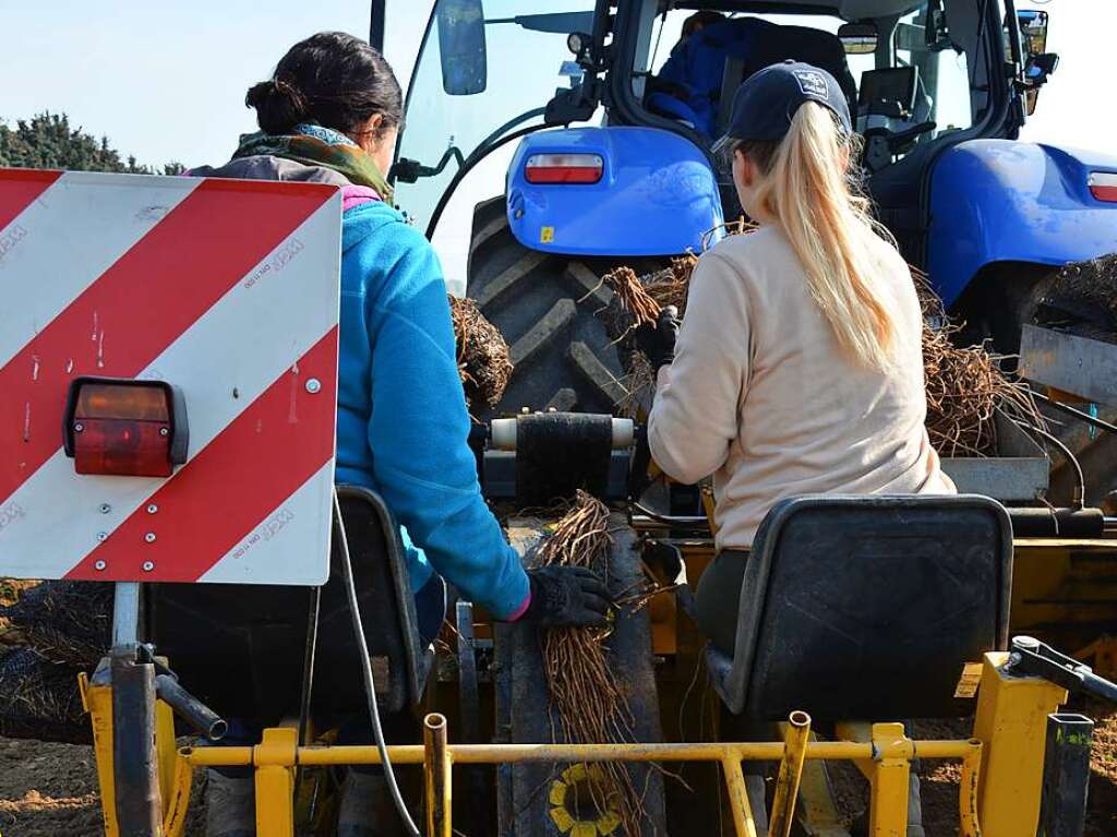 Mit Traktor und Spargelsetzmaschine kommen die Wurzeln in den Boden.