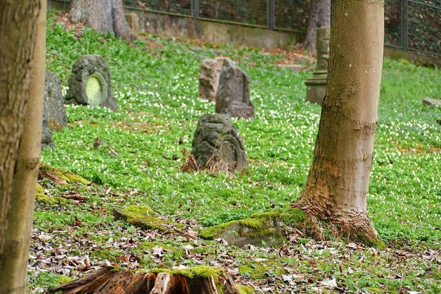 Auf dem jdischen Friedhof wird es licht.  | Foto: Peter Gerigk