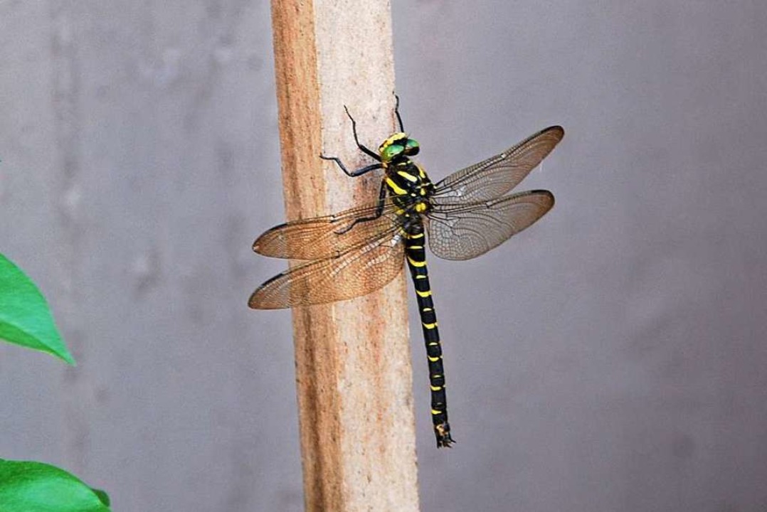 Wunderschöne QuelljungferLibelle in Hammerstein Kandern Badische