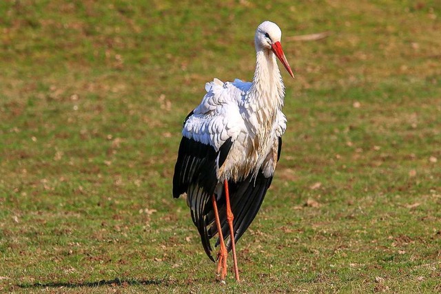 Storch am Freiburger Mundenhof  | Foto: Hans-Jrgen Strtt