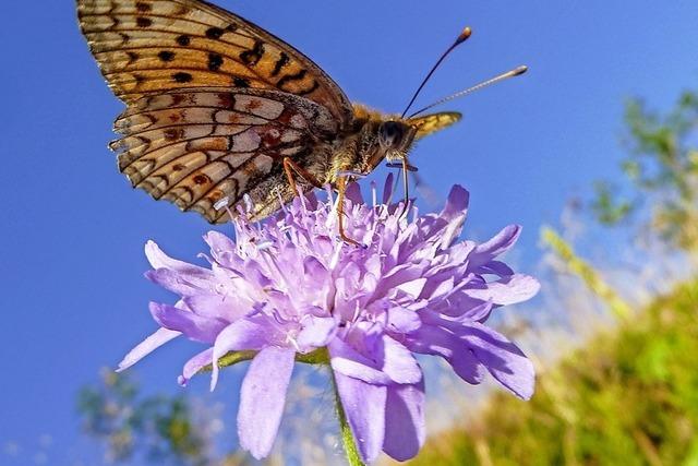 Gefhrte Exkursionen fr Hobbyfotografen und Naturliebhaber auf dem Feldberg