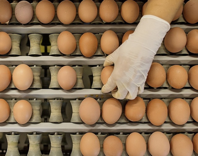 Wie die Hhner leben, die diese Eier g...uf den ersten Blick nicht zu erkennen.  | Foto: dpa
