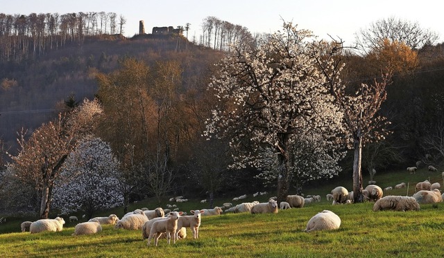   | Foto: Bernd Wehrle, Freiburg