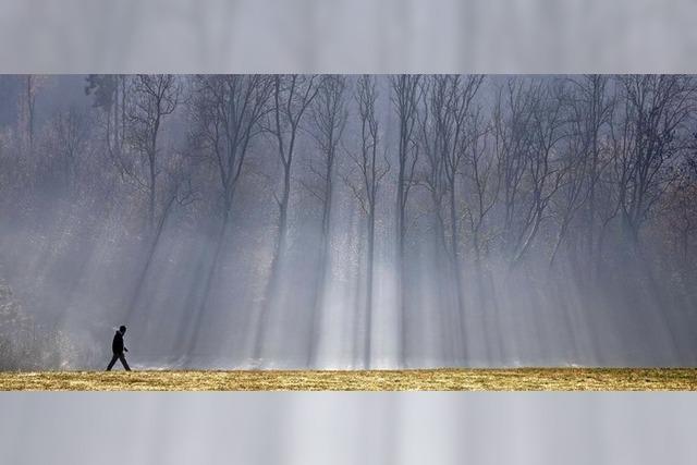 Entspannt aus dem Wald