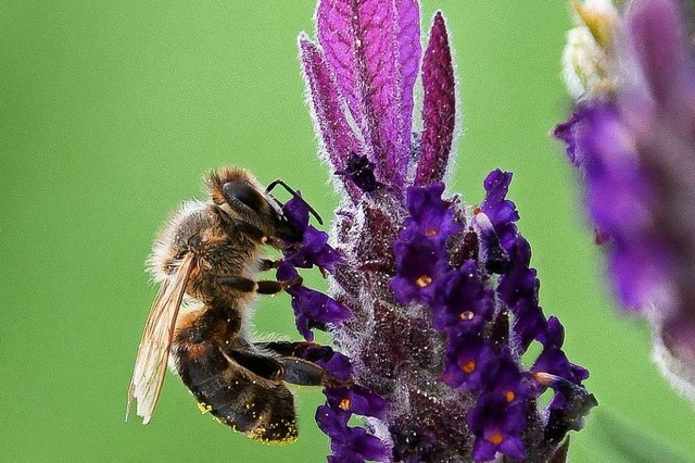 Biene in der Wiehre.  | Foto: Stefan Gihring
