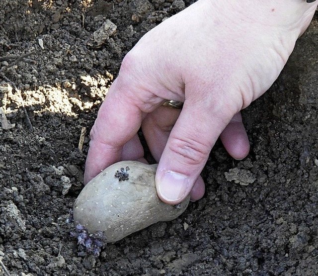 Wenn sich der Boden ausreichend erwrm...en auch  Kartoffeln gepflanzt werden.   | Foto: Bayerische Gartenakademie