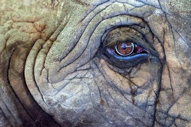 Wilderer von Elefant zertrampelt und vermutlich von Lwen gefressen