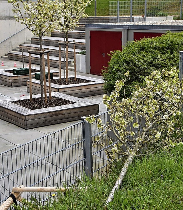 Abgesgt  haben Unbekannte  einen der jungen Birnbume.     | Foto: Donner