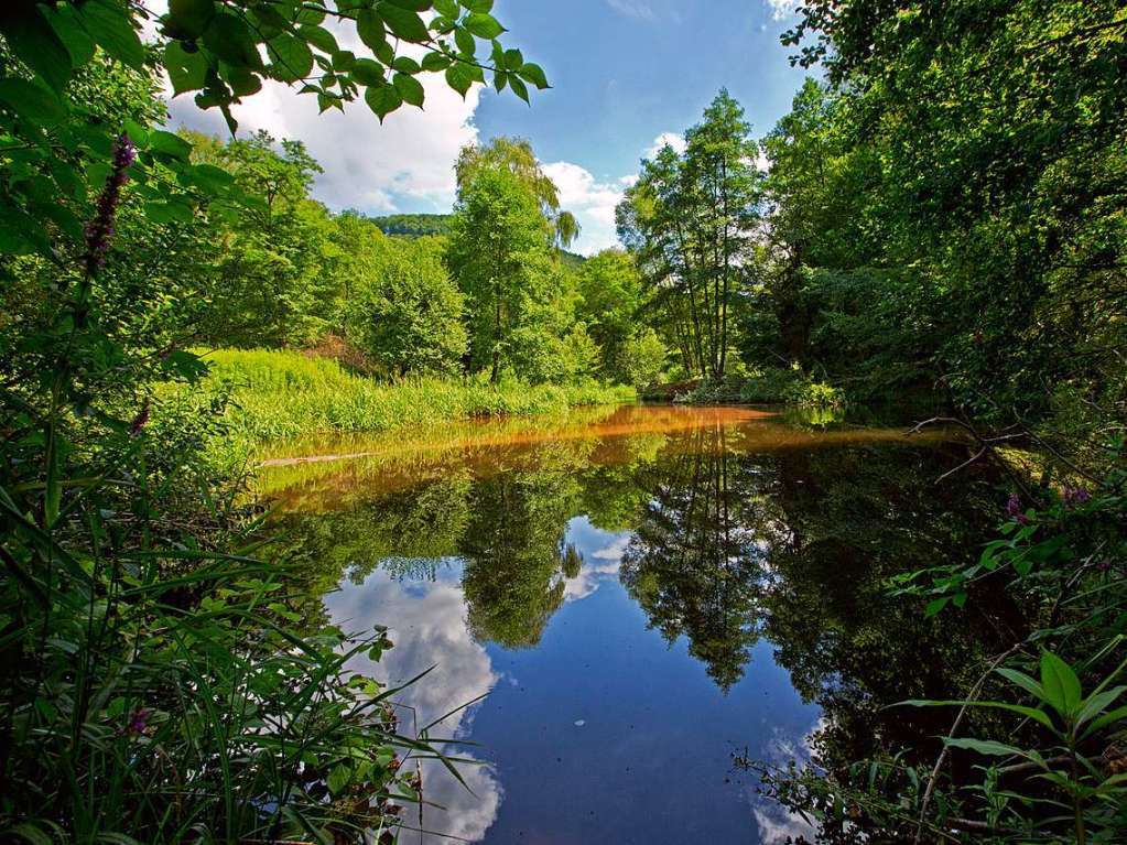 Natur pur – hier ein tiefschwarz-funkelnder Woog (Weiher)