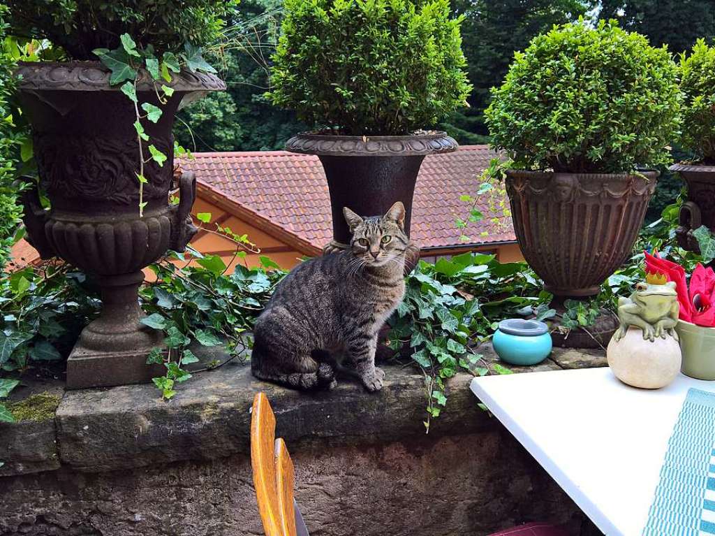 Katze auf Burg Berwartstein