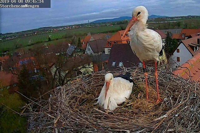 Blick ins Nest der Strche in Mengen &#8211; eine Kamera macht&#8217;s mglich.  | Foto: Webcam Brgerforum Mengen