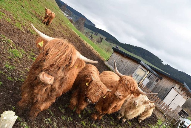 Hren aufs Wort: diese Schottischen Hochlandrinder.  | Foto: Sebastian Wolfrum