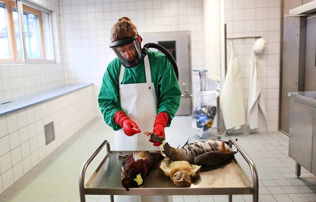 Ein Mitarbeiter des Chemischen und Vet...auf Vogelgrippe in Krefeld eine Probe.  | Foto: dpa