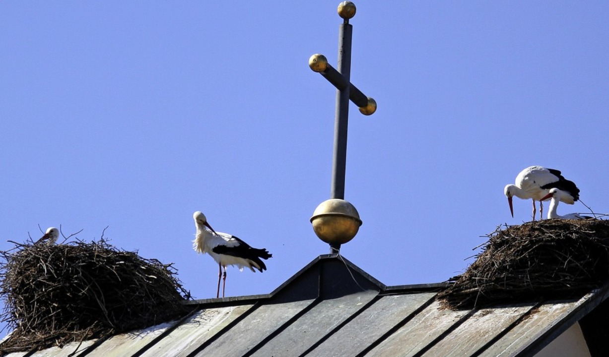 Das Dach der St.-Michael-Kirche Gutach ist beliebt.   | Foto: Daniel Fleig