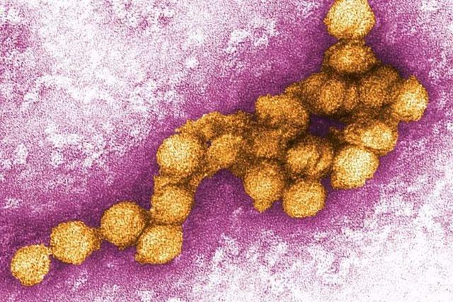 West-Nil-Virus knnte sich in Deutschland weiter ausbreiten