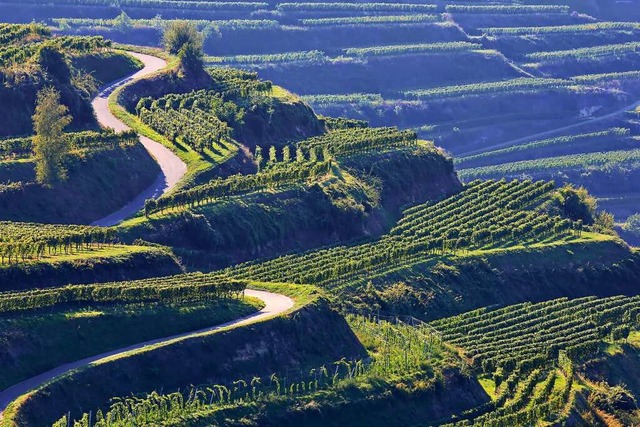 Der Kaiserstuhl ist bei Weinkennern, T...d Einheimischen gleichermaen beliebt.  | Foto: fotoping (stock.adobe.com)