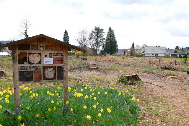 Im ehemaligen Brennet-Park blhen die Osterglocken.  | Foto: Sarah Trinler