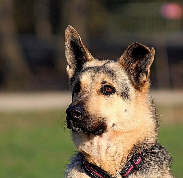 Max sucht  Zuhause   | Foto: Tierheim