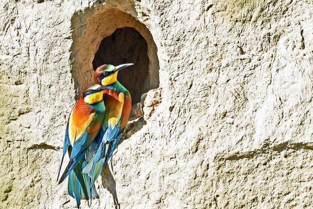 Fotos: Bienenfresser und Turmfalken am Tuniberg