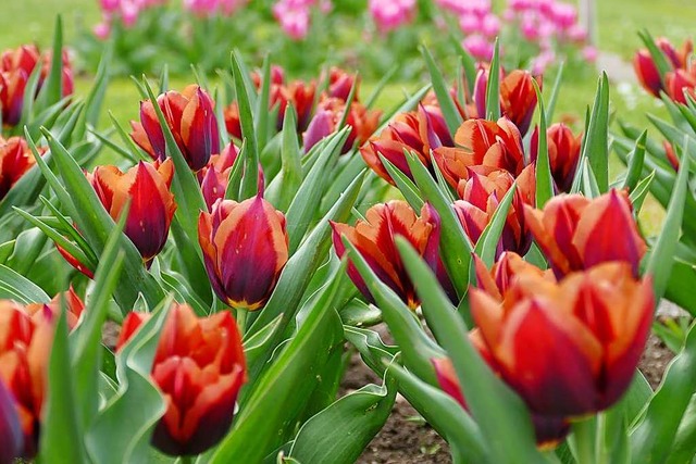 Tulpen sorgen fr Farbtupfer &#8211; auch in Lahr.  | Foto: Hans-Peter Mller