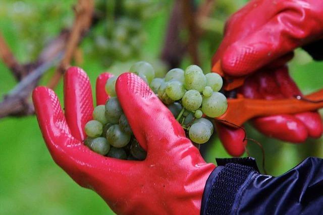 Guter Weinjahrgang macht der Wyhler Klranlage zu schaffen