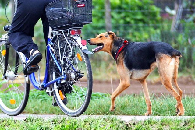 Der Hund schnappte am Dreisamradweg zu (Symbolbild).  | Foto: Daniel Ernst (Adobe Stock)