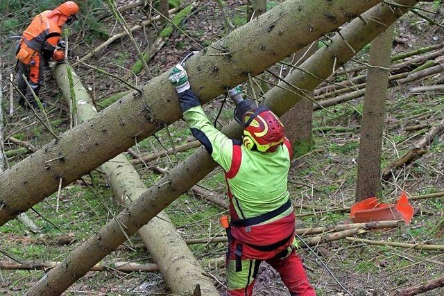 Waldbesitzer gehen genossenschaftlichen Weg