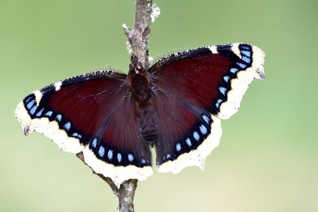 Der Schmetterlingsforscher Andr Grabs spricht in Kandern ber das Insektensterben