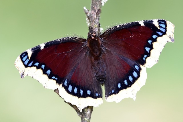 Andr Grabs erforscht die Vielfalt der Schmetterlinge.  | Foto: Andr Grabs