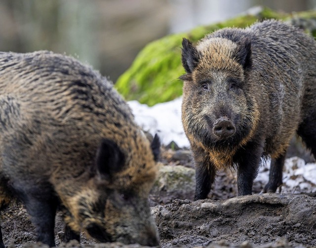 Im Idealfall kommen die Wildschweine v...n Jger, der das Gasthaus beliefert.    | Foto: Lino Mirgeler