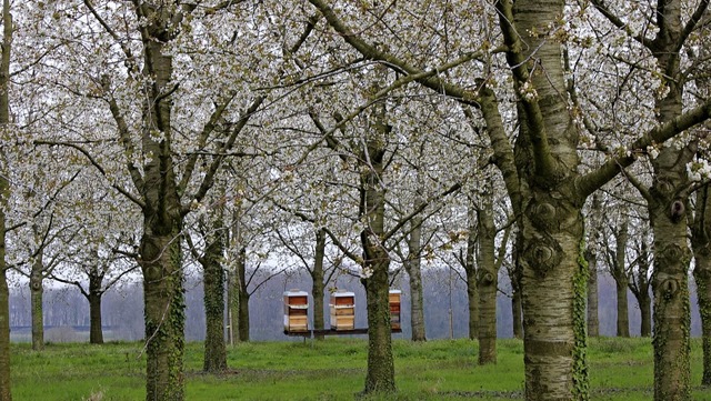 Auch auf der Hhe bei  Huttingen und B...t es Bienen, die die Blten bestuben.  | Foto: Victoria Langelott