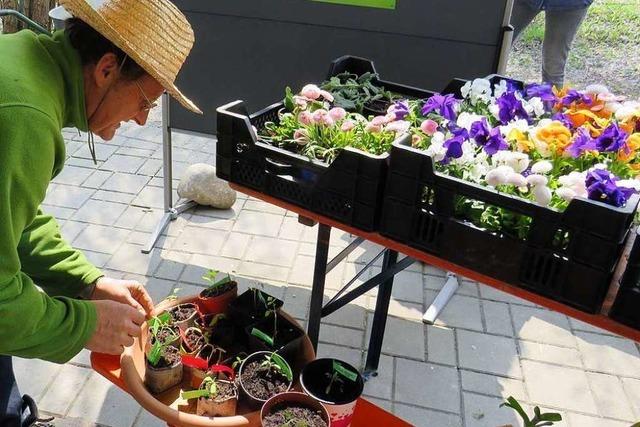 Fotos: Der Pflanzenflohmarkt unterm Vacono-Dome lockt Gartenfreunde