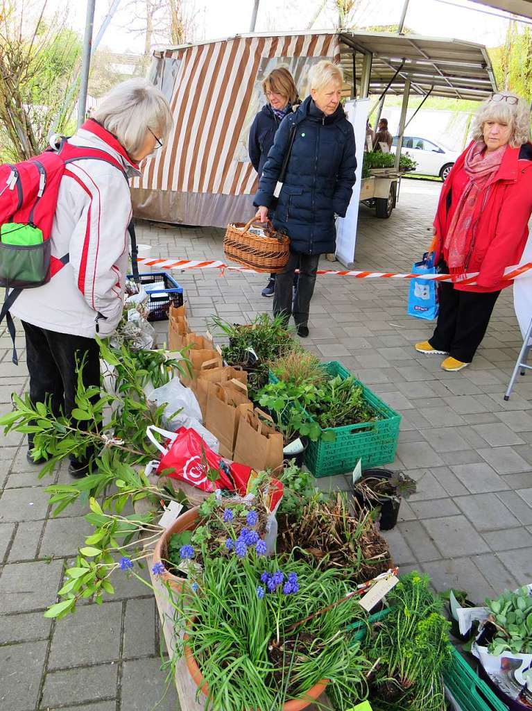 Beim 8. Pflanzenflohmarkt unter dem Vacono-Dome in Rheinfelden gab es fr die zahlreichen Besucher aus nah und fern jede Menge grne Schtze, darunter manche Raritten zu entdecken und zum Mitnehmen.