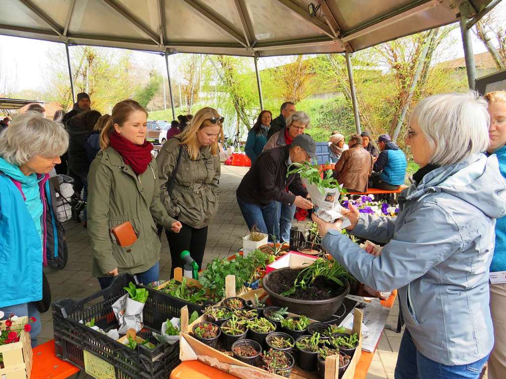 Beim 8. Pflanzenflohmarkt unter dem Vacono-Dome in Rheinfelden gab es fr die zahlreichen Besucher aus nah und fern jede Menge grne Schtze, darunter manche Raritten zu entdecken und zum Mitnehmen.