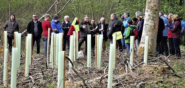 Schutz gegen Wildverbiss: Wachstumshlsen bei Neuanpflanzungen  | Foto: wolfgang beck