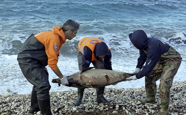 Ein toter Delfin wurde an einen Strand der Insel Samos gesplt.  | Foto: dpa