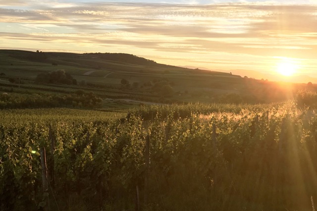 Nirgends in Deutschland scheint so viel die Sonne wie in der Weinregion Baden.  | Foto: Badischer Wein