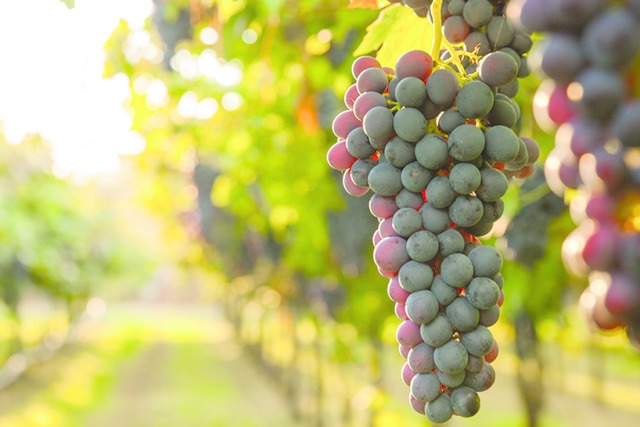 Rund um den Wein, seine Herstellung un...bt es unzhlige spannende Geschichten.  | Foto: Shutterstock
