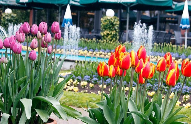 Hingucker: die Tulpen beim Tulpenfest im Stadtpark  | Foto: Heidi Fel