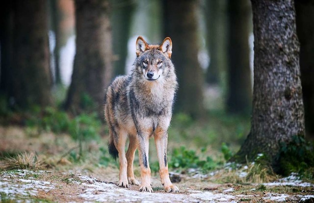 Ein Wolf treibt sich im benachbarten A...rchschwimmen? Experten sagen, er kann.  | Foto:  Bernd Thissen/dpa