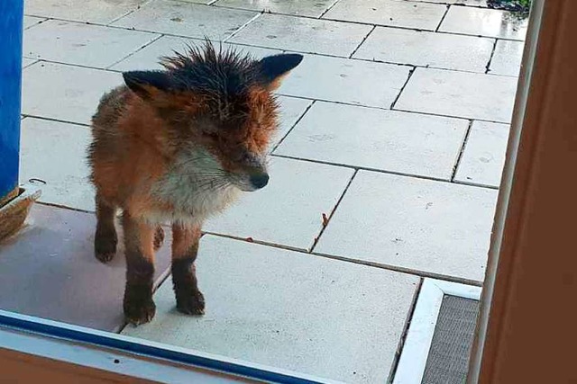 Ein kranker Fuchs sucht Zuflucht an einem Haus in Schallstadt.  | Foto: PRIVAT