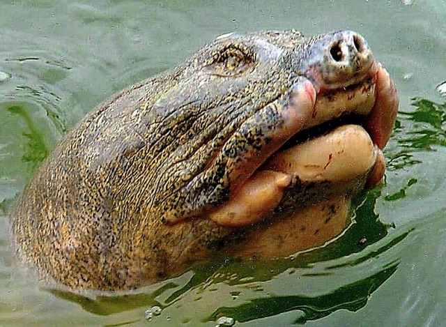 Jangtse-Riesenweichschildkrte  | Foto: Wildlife_Conservation_Society/dpa