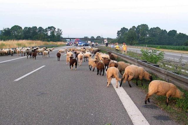 20 bis 30 Schafe mogeln sich auf die A5 – und verschwinden wieder