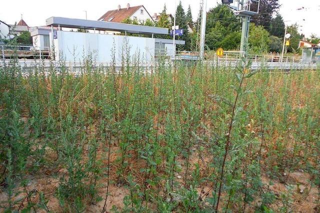 Mit einem Hochdruckgert wollen Au und Merzhausen lstiges Unkraut loswerden