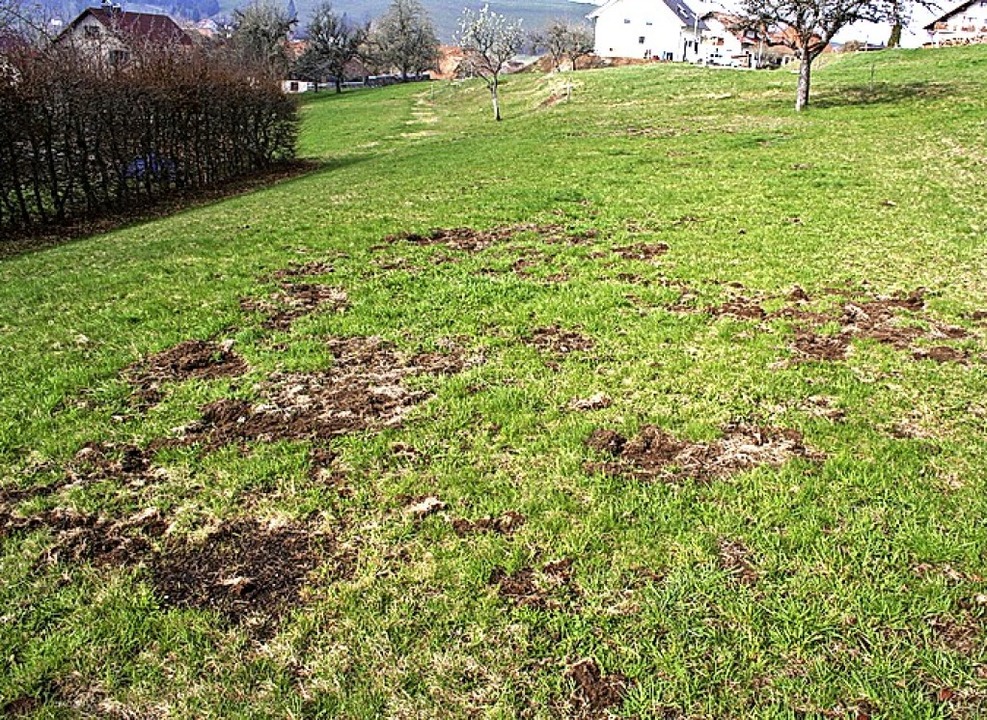 Dachse richten Schäden an Schopfheim Badische Zeitung