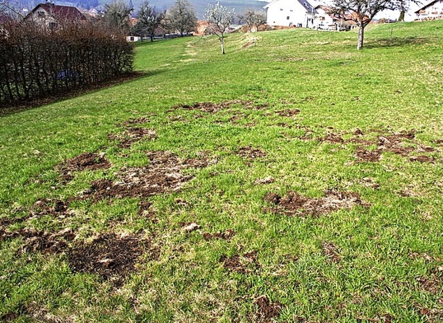 Dachse hinterlassen oft umgegrabene Wiesen.   | Foto: Gerd Sutter