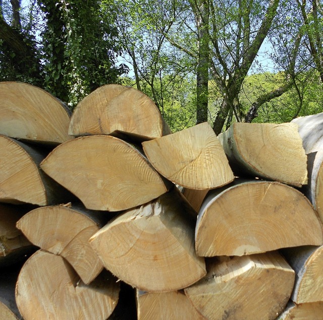 Seit 2010 wurden 65000 Festmeter Holz geerntet.   | Foto: Langelott