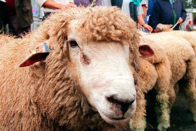 Wie bei einer Auktion Schafböcke versteigert werden