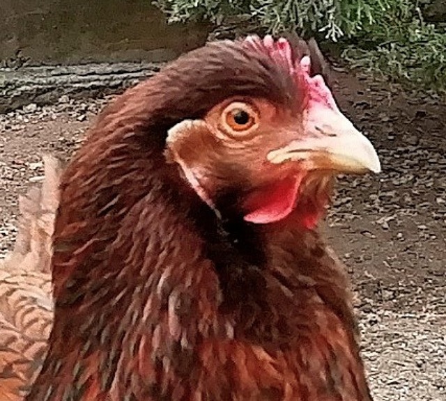 Huhn Judith aus dem Lahrer Stadtpark   | Foto: Ulrike Derndinger