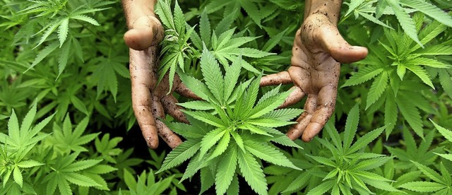 Die Polizei entdeckt im Endinger Umland immer wieder Cannabisplantagen.  | Foto: Symbolfoto: dpa